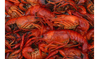 Boiled Crawfish 15lb - Already Cooked - Just Re-He...