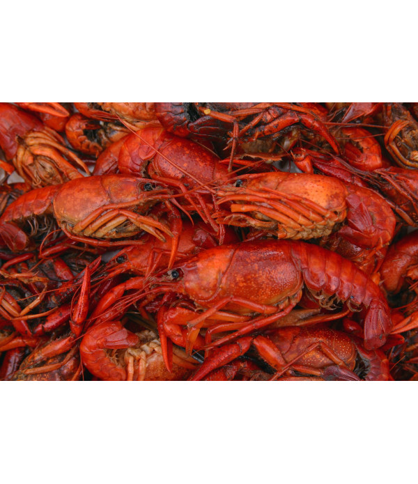Boiled Crawfish 50lb - Already Cooked - Just Re-Heat