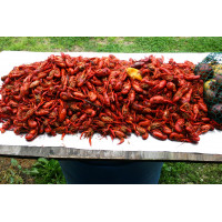 Boiled Crawfish 50lb - Already Cooked - Just Re-He...