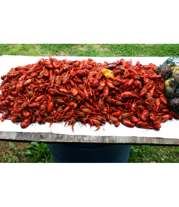 Boiled Crawfish 15lb - Already Cooked - Just Re-Heat